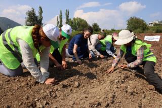 TOROSLAR’DA KIRMIZI ALTIN SAFRAN TOPRAKLA BULUŞTU