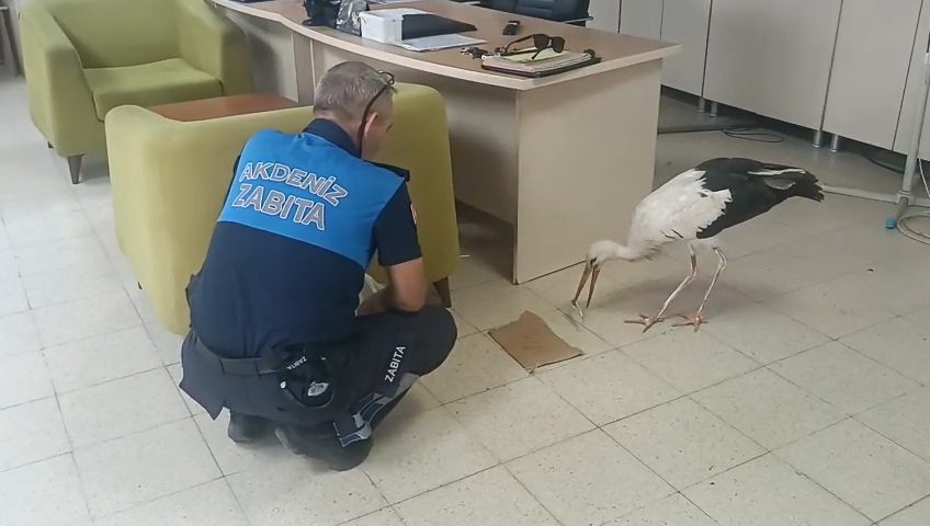 Kazanlı’da Yaralı Halde Bulunan Leylek Koruma Altına Alındı